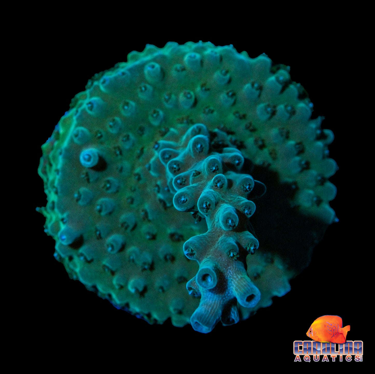Frag - Acropora Blue Tip Encrusting
