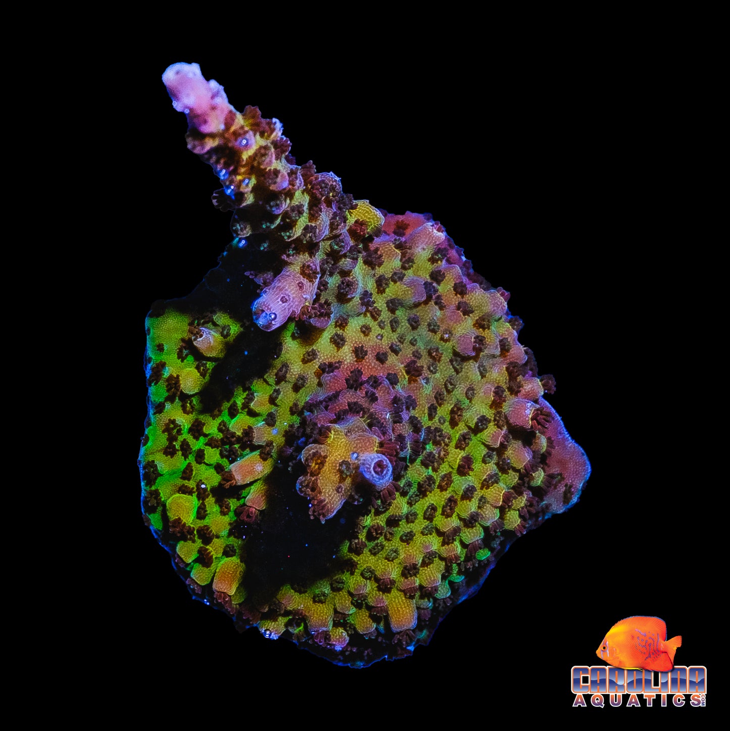 Frag - Red Planet Acropora
