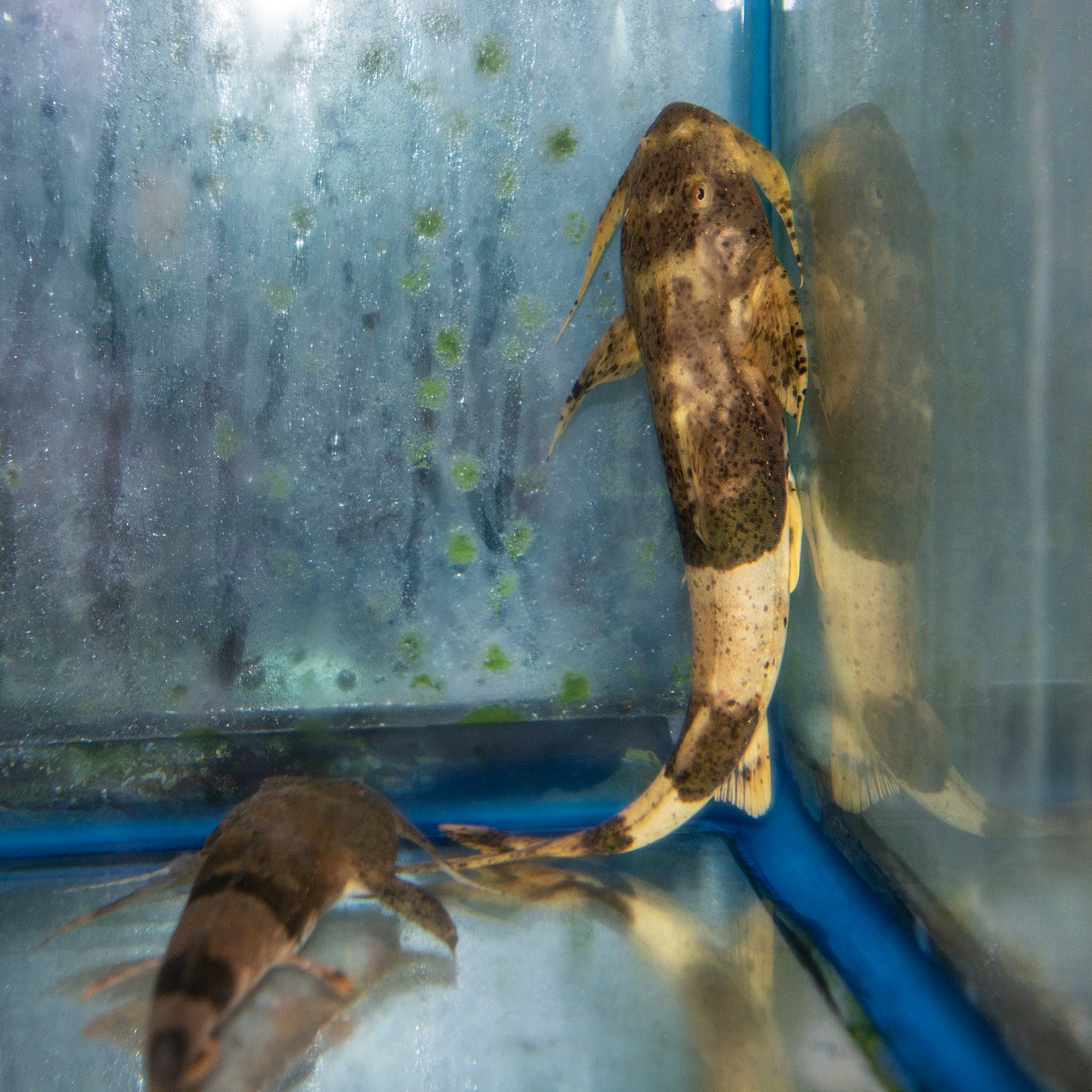 Catfish - Thai Goonch XL 9-10in