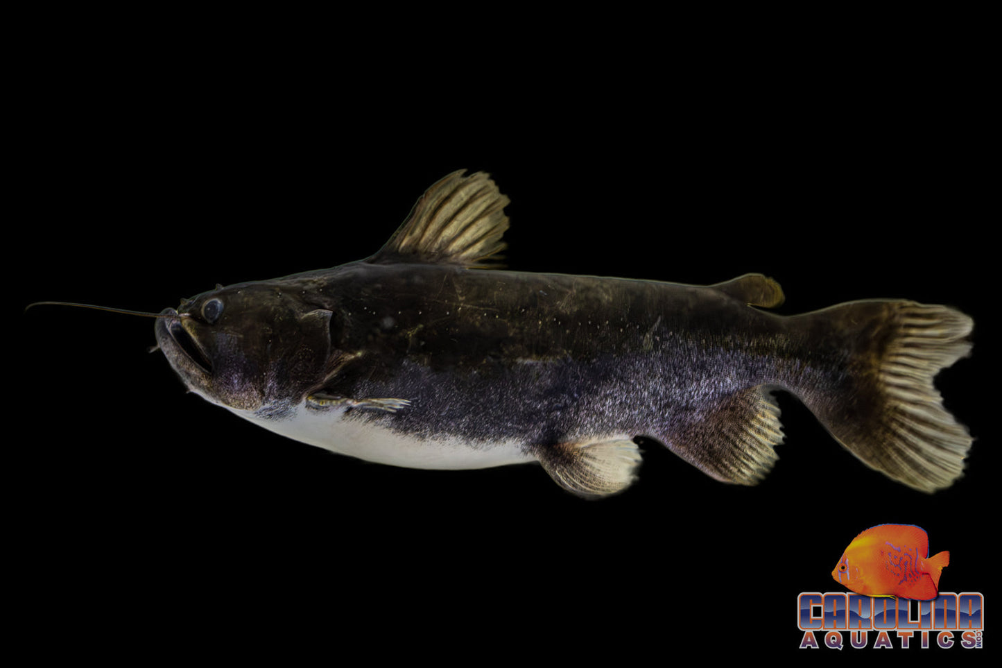 Catfish - Gulper Med