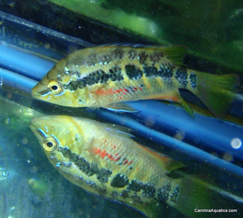 Cichlid - Salvini 1.5in.