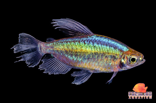Tetra - Congo Male XL