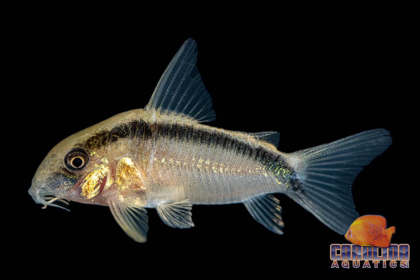 Cory - Skunk Med