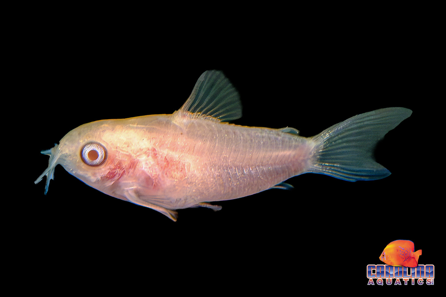 Cory - Pygmy Albino TR