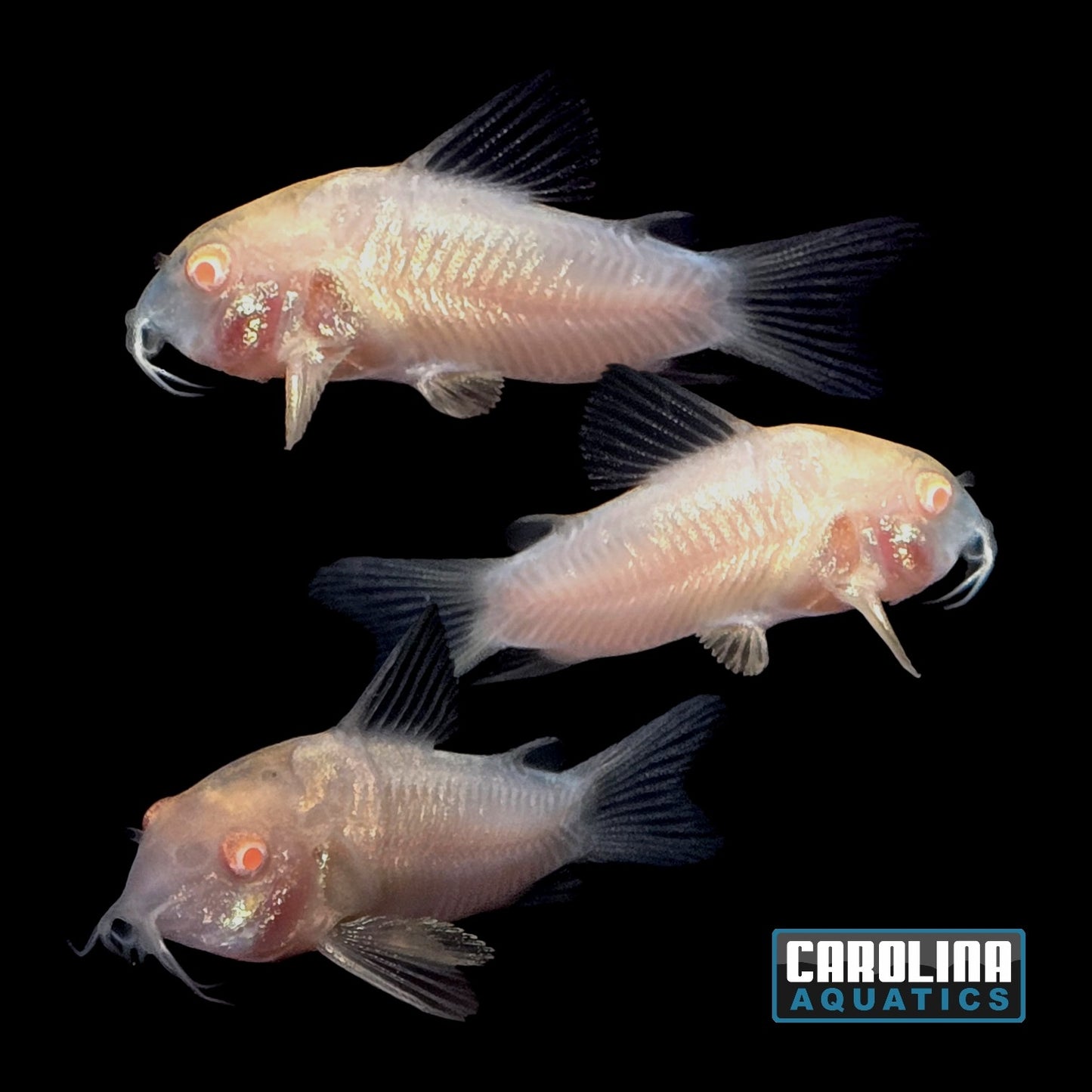 Cory - Albino