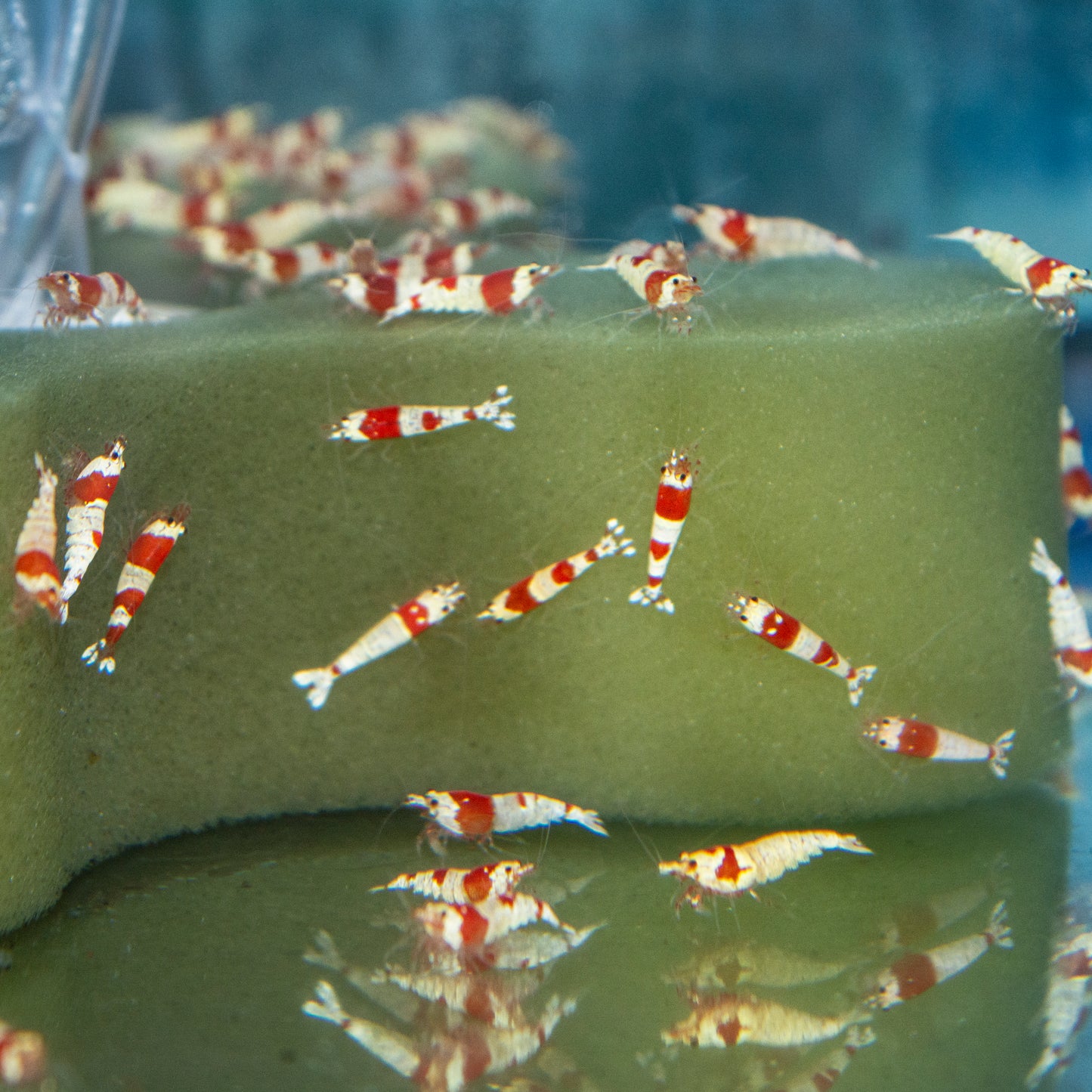 Invert - Shrimp Crystal Red Grade S