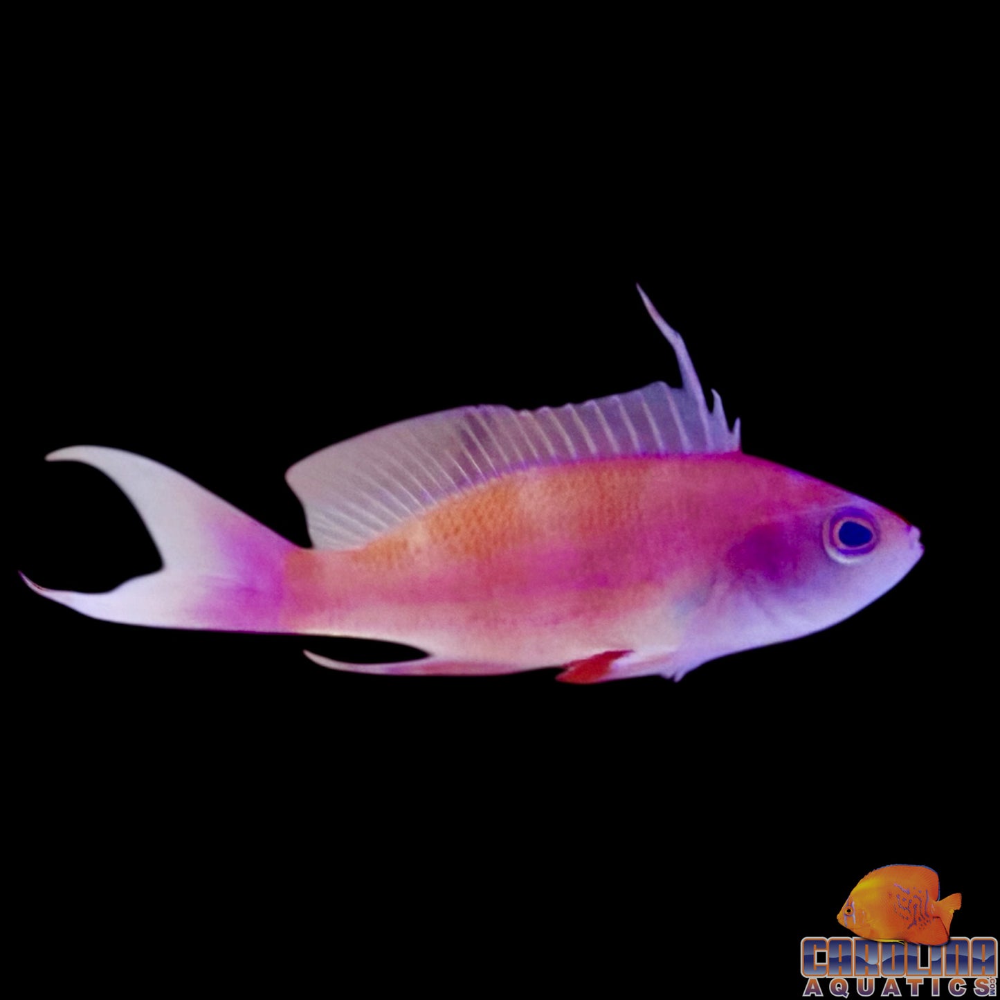 Anthias - Randall’s