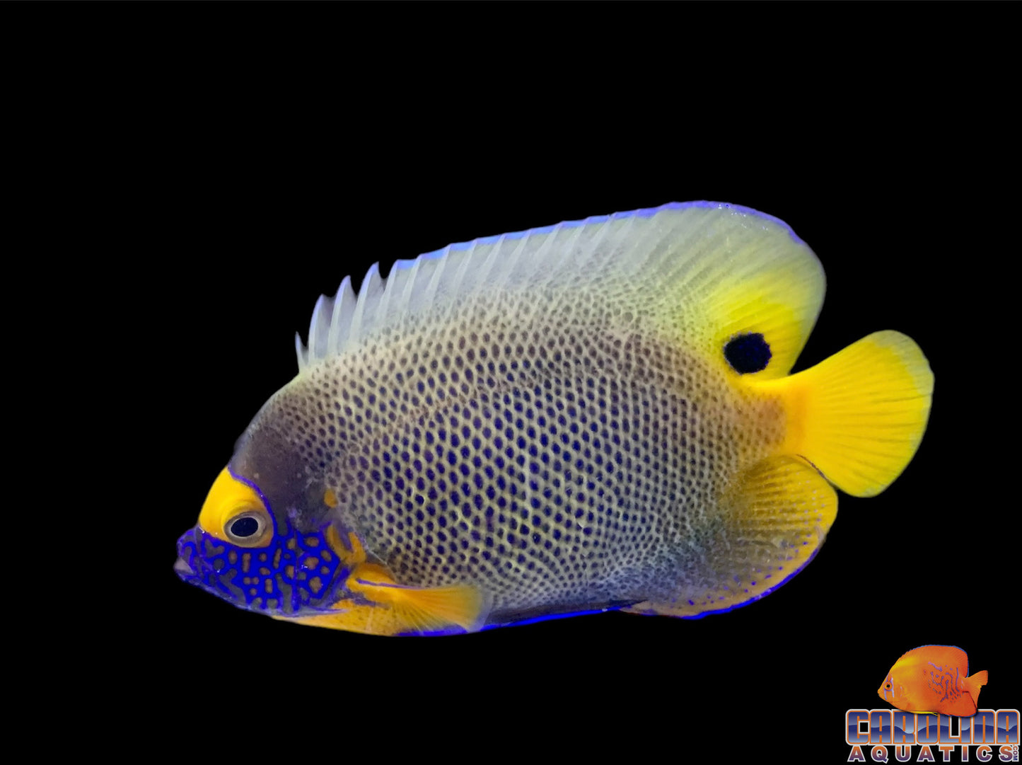 Angel - Blueface Adult Med