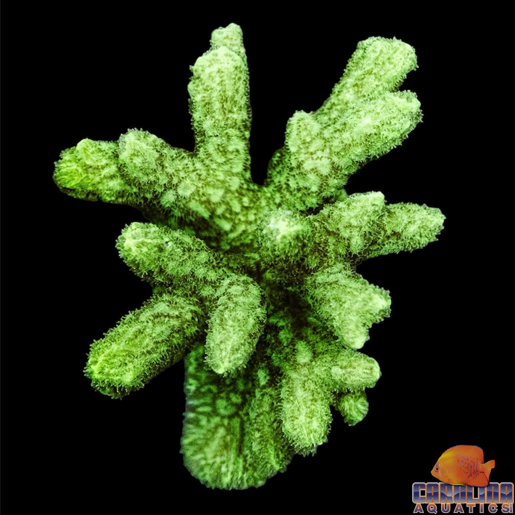 Fiji - Hydnophora Branching Md