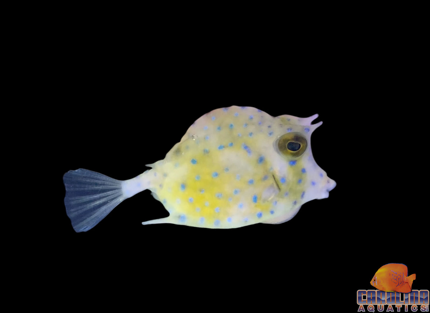 Cowfish - Scrawled Sm