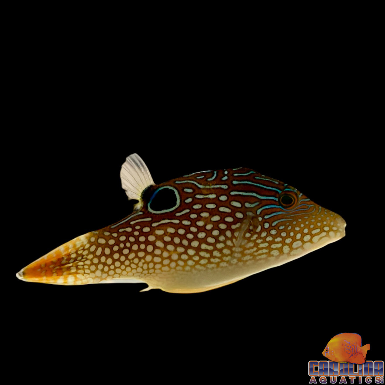 Puffer - Sharpnose Neon XL