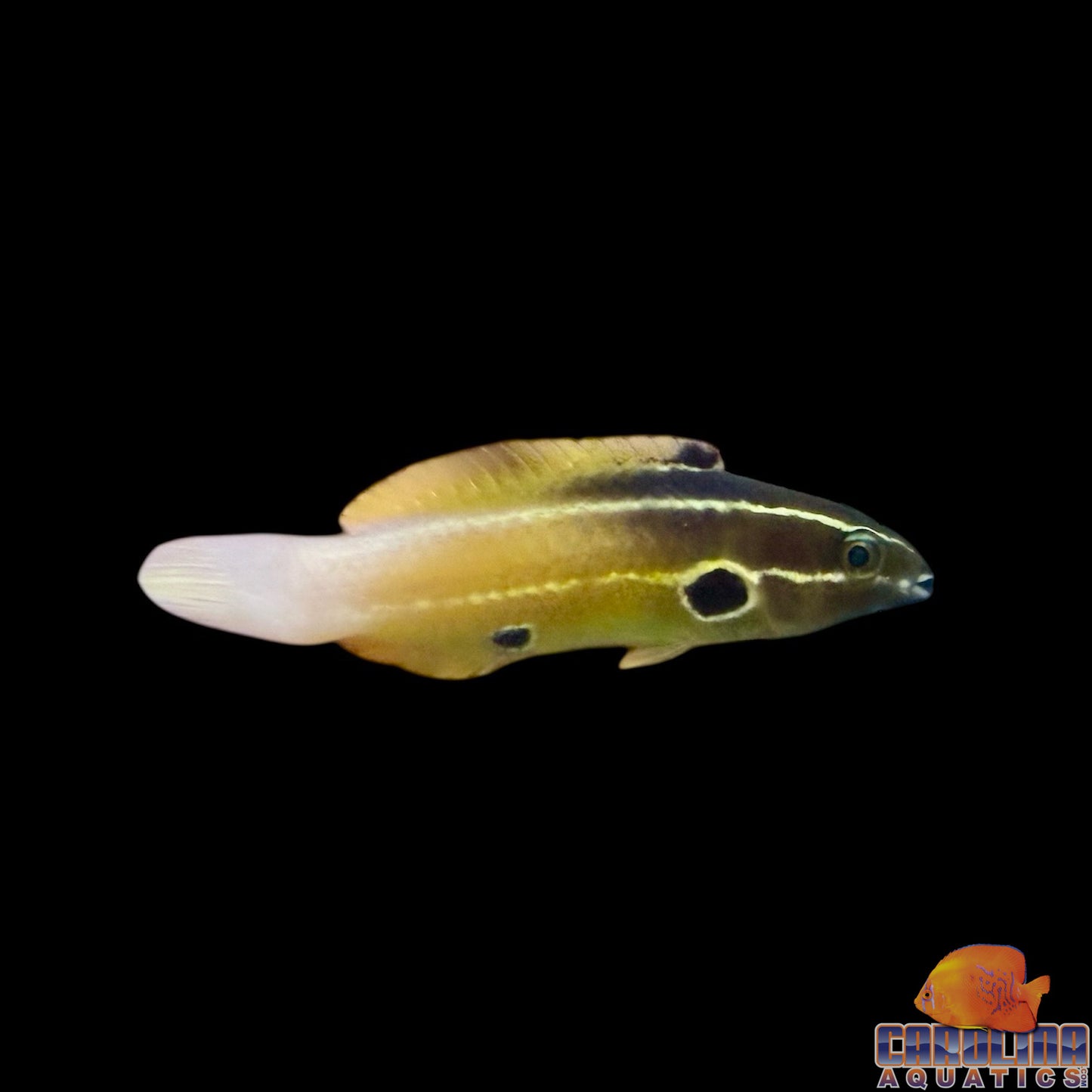 Wrasse - Allen's Tubelip