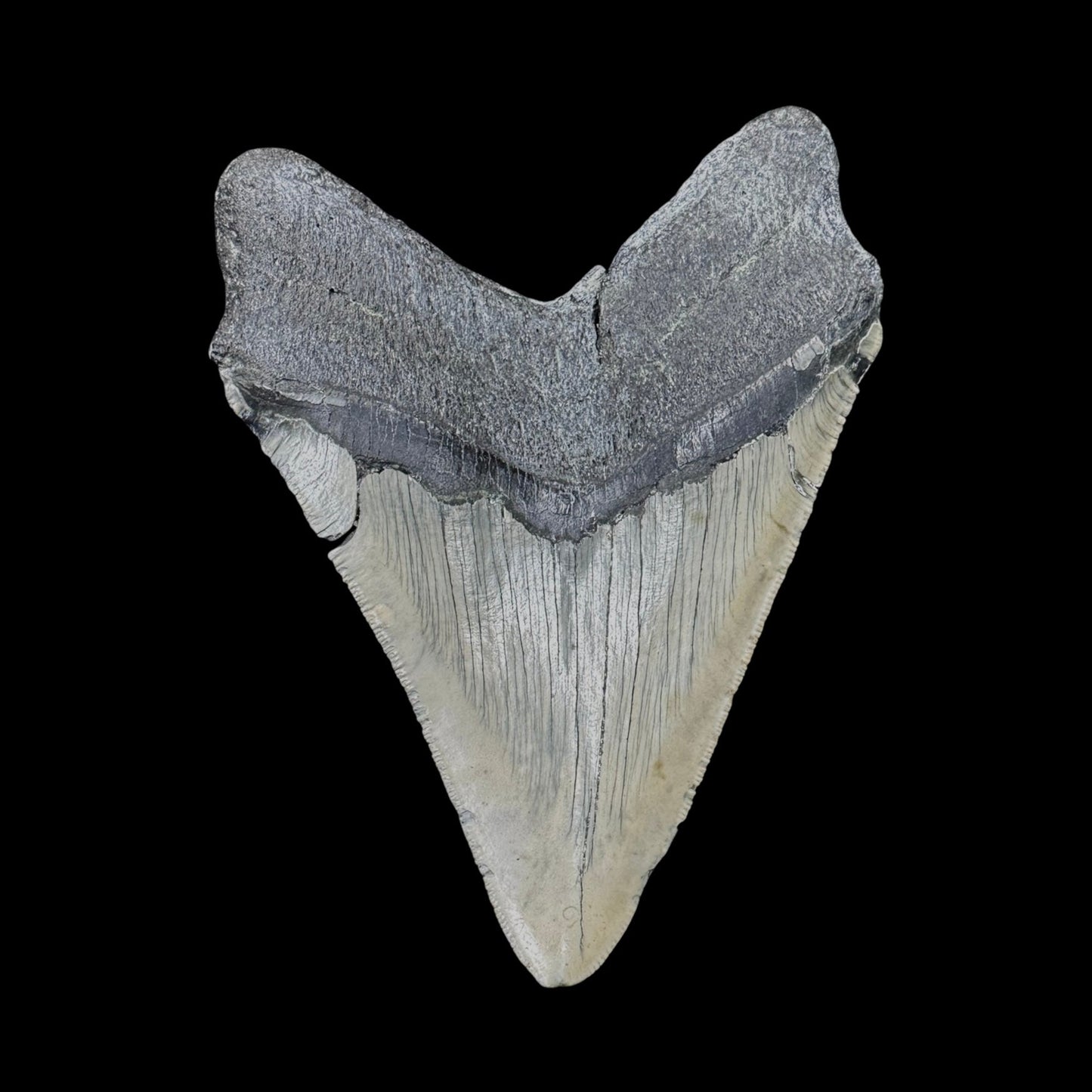 Megalodon Tooth