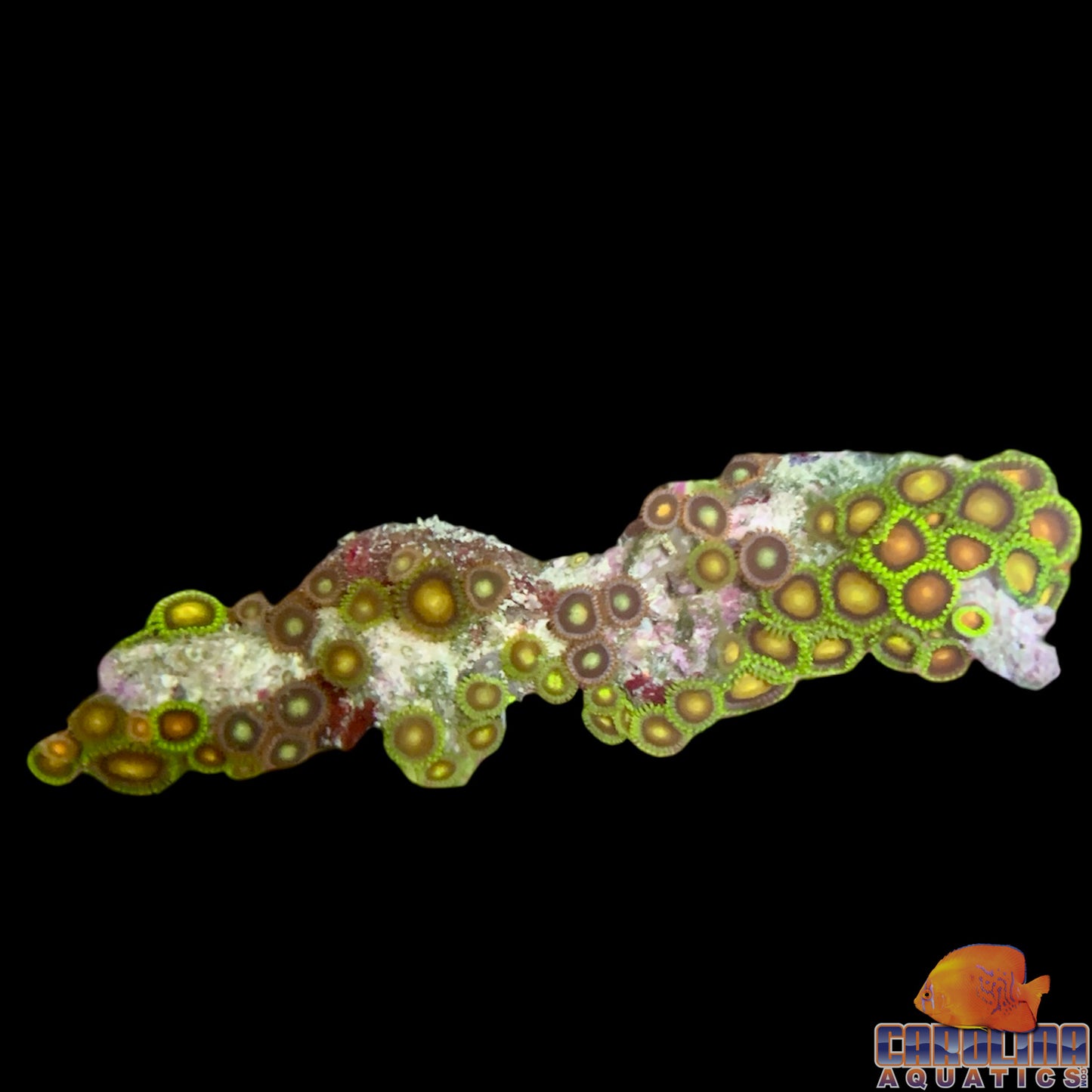 Fiji - Zoanthid Md