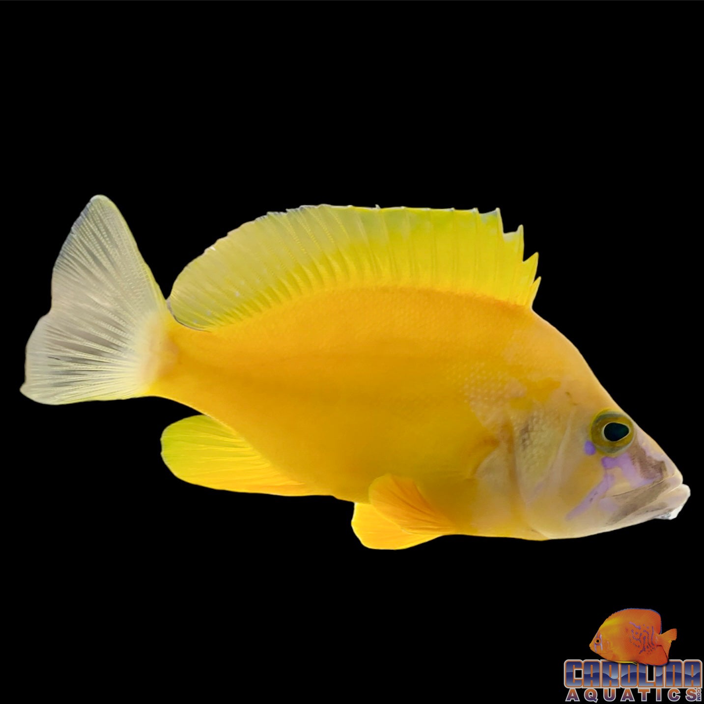 Grouper - Hamlet Golden