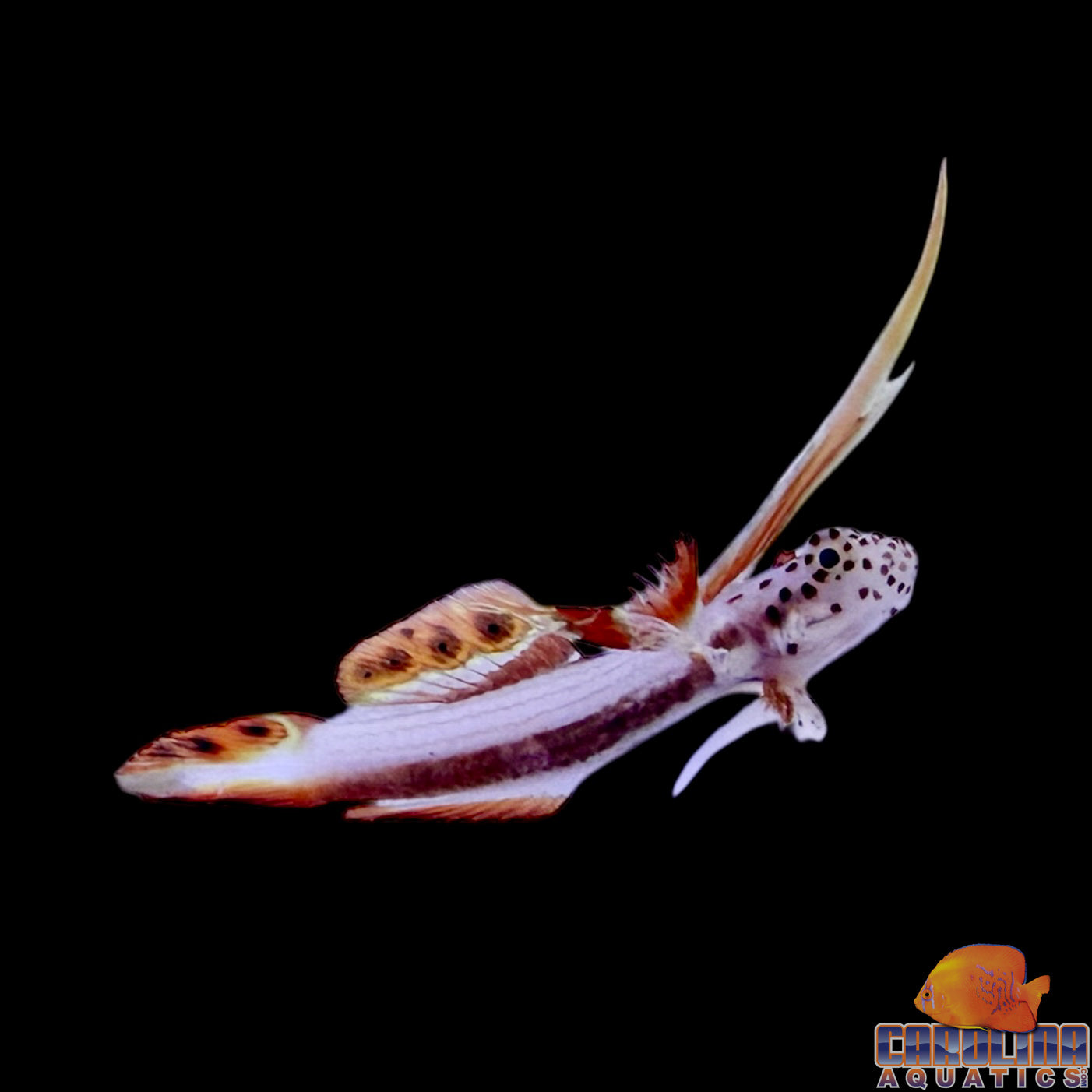 Goby - Flaming Prawn