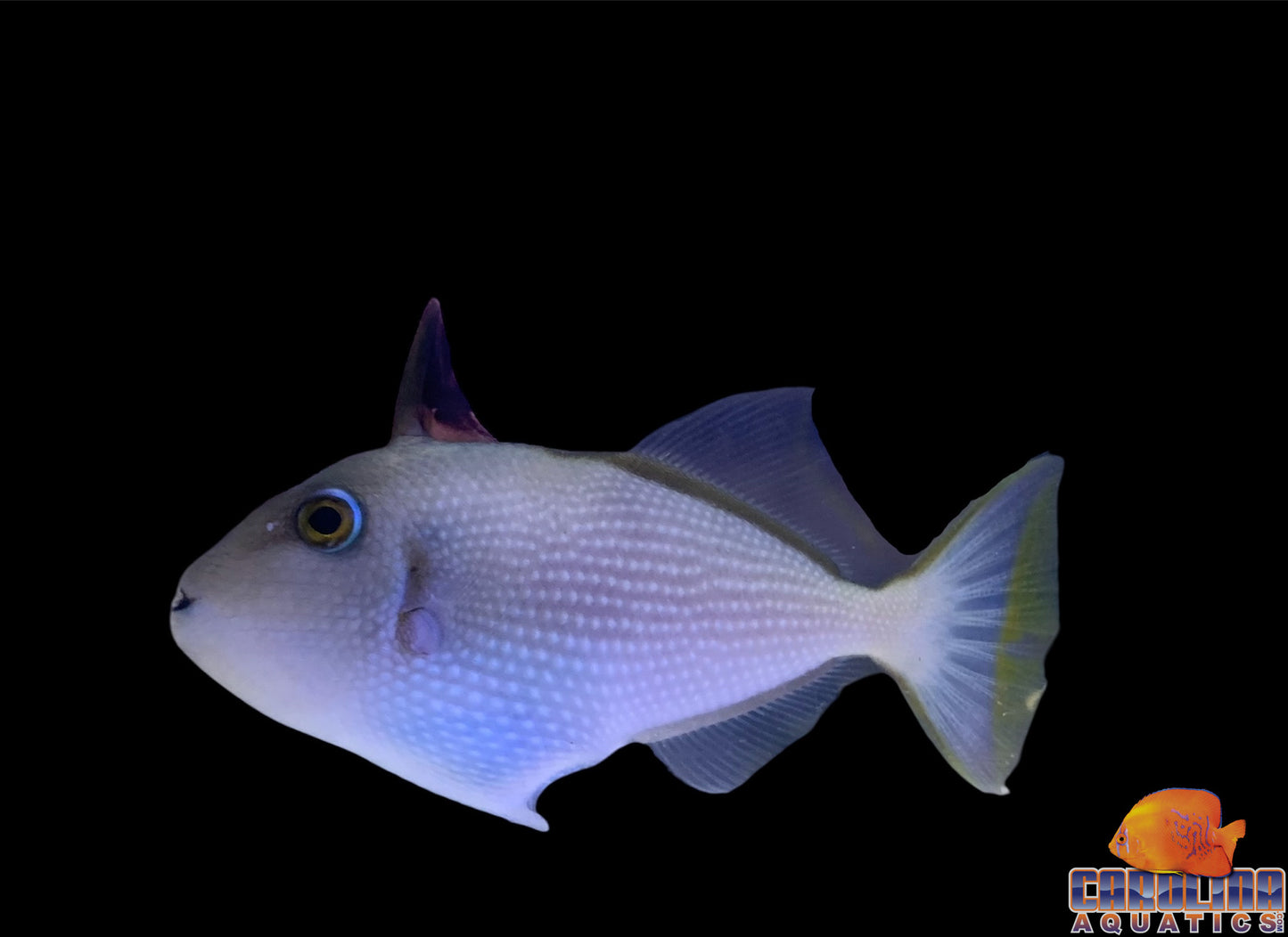 Trigger - Blue Jaw Female