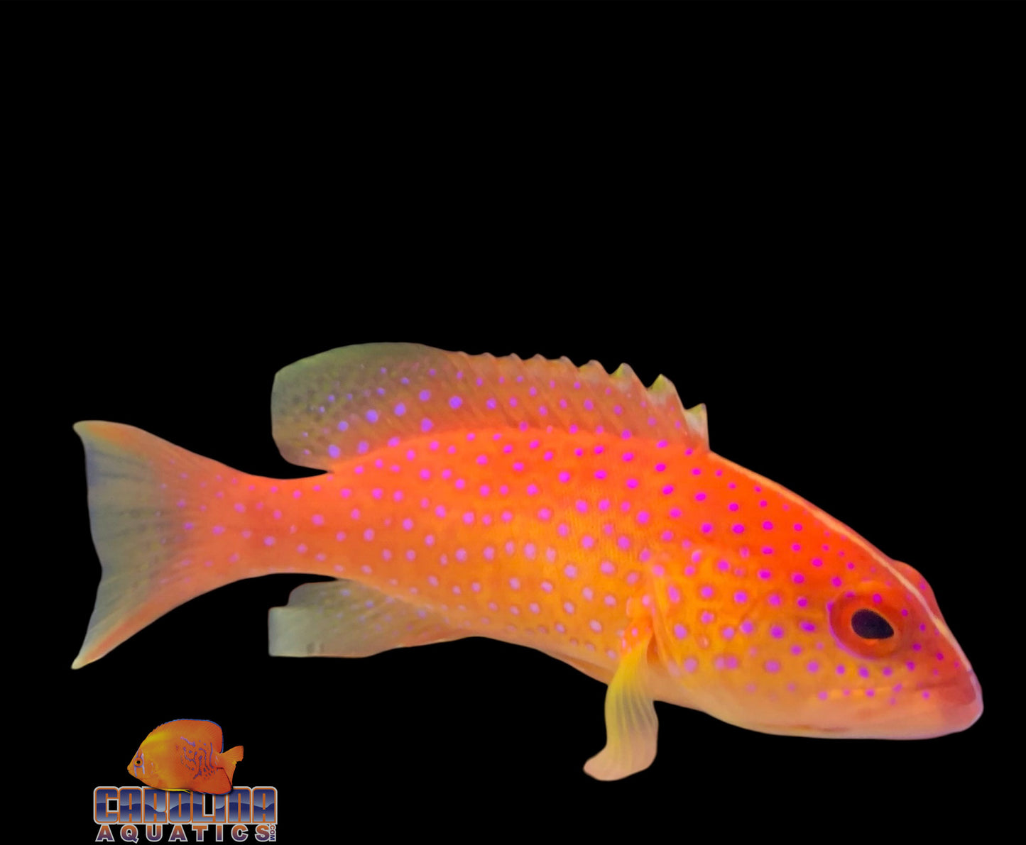 Grouper - Cherry Louti Md