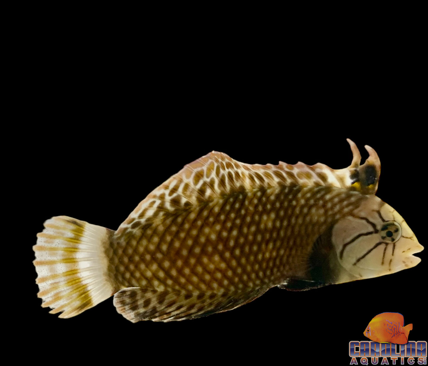 Wrasse - Dragon Adult