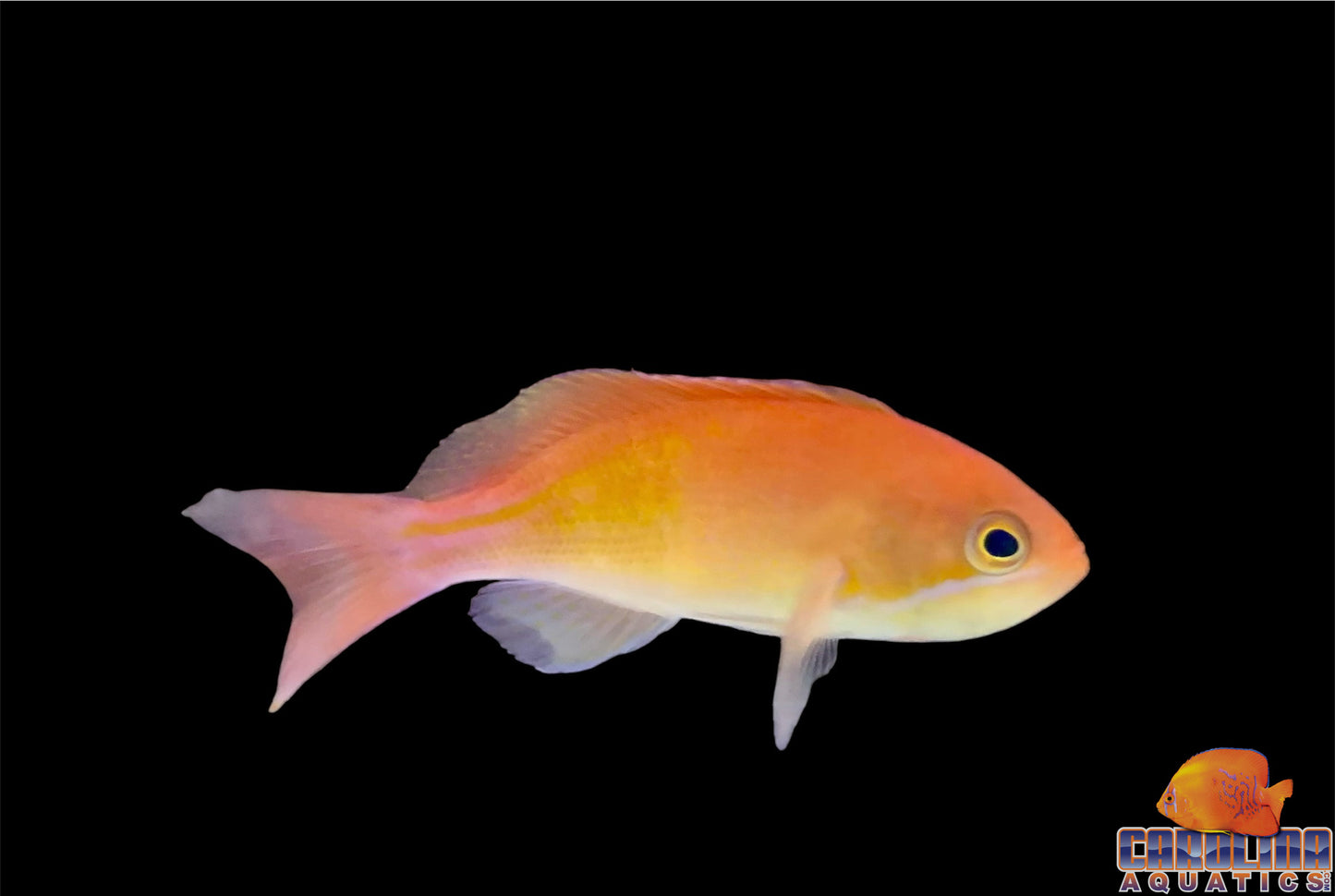 Anthias - Red Fairy