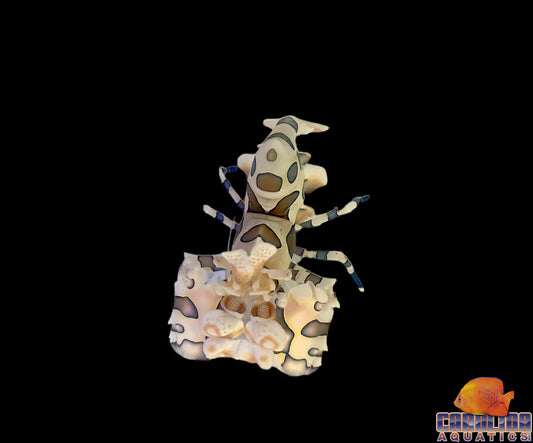 Shrimp - Harlequin Lg