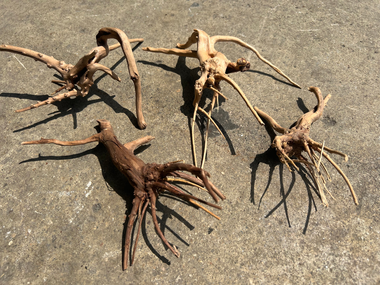 Driftwood - Carolina Spider Wood
