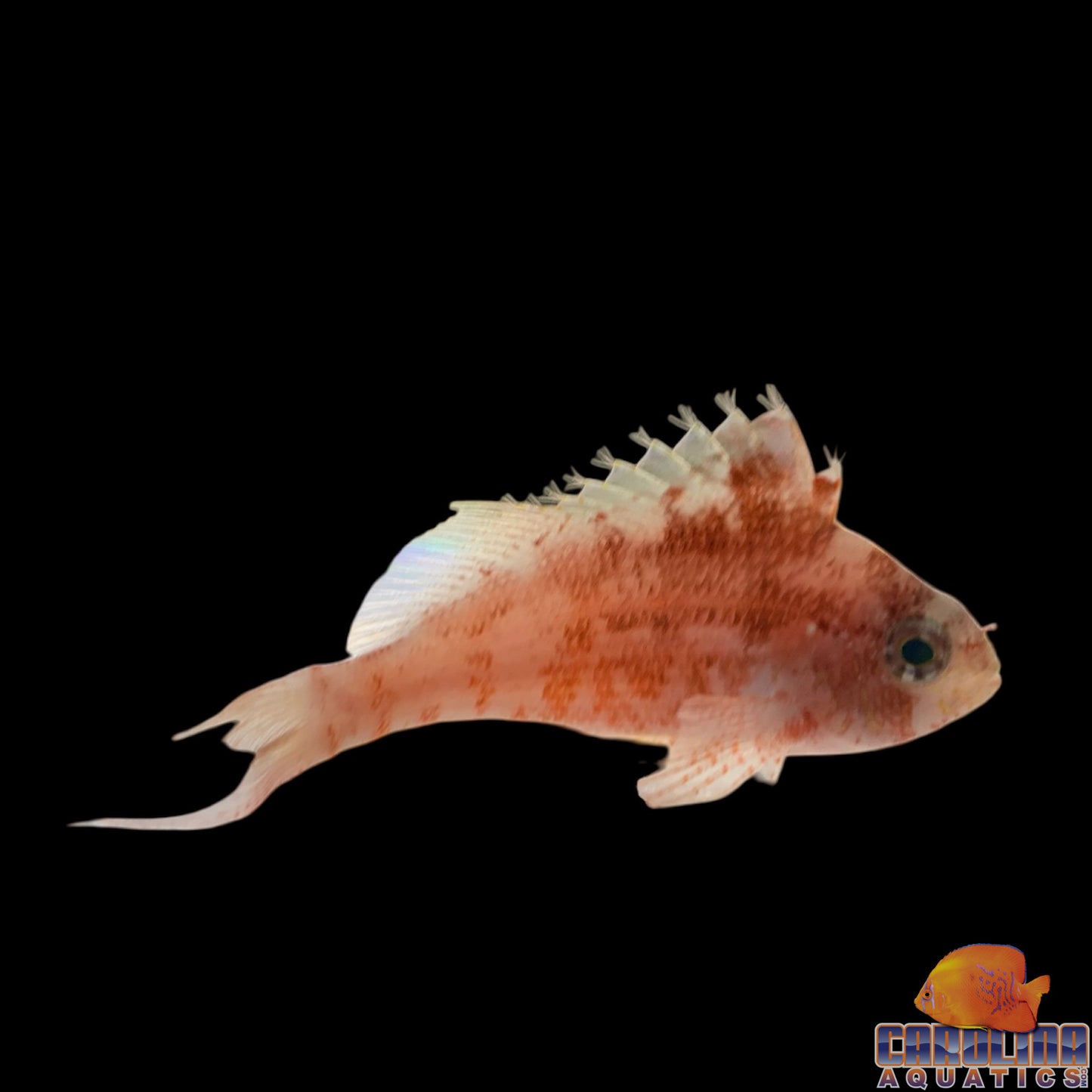 Hawkfish - Red