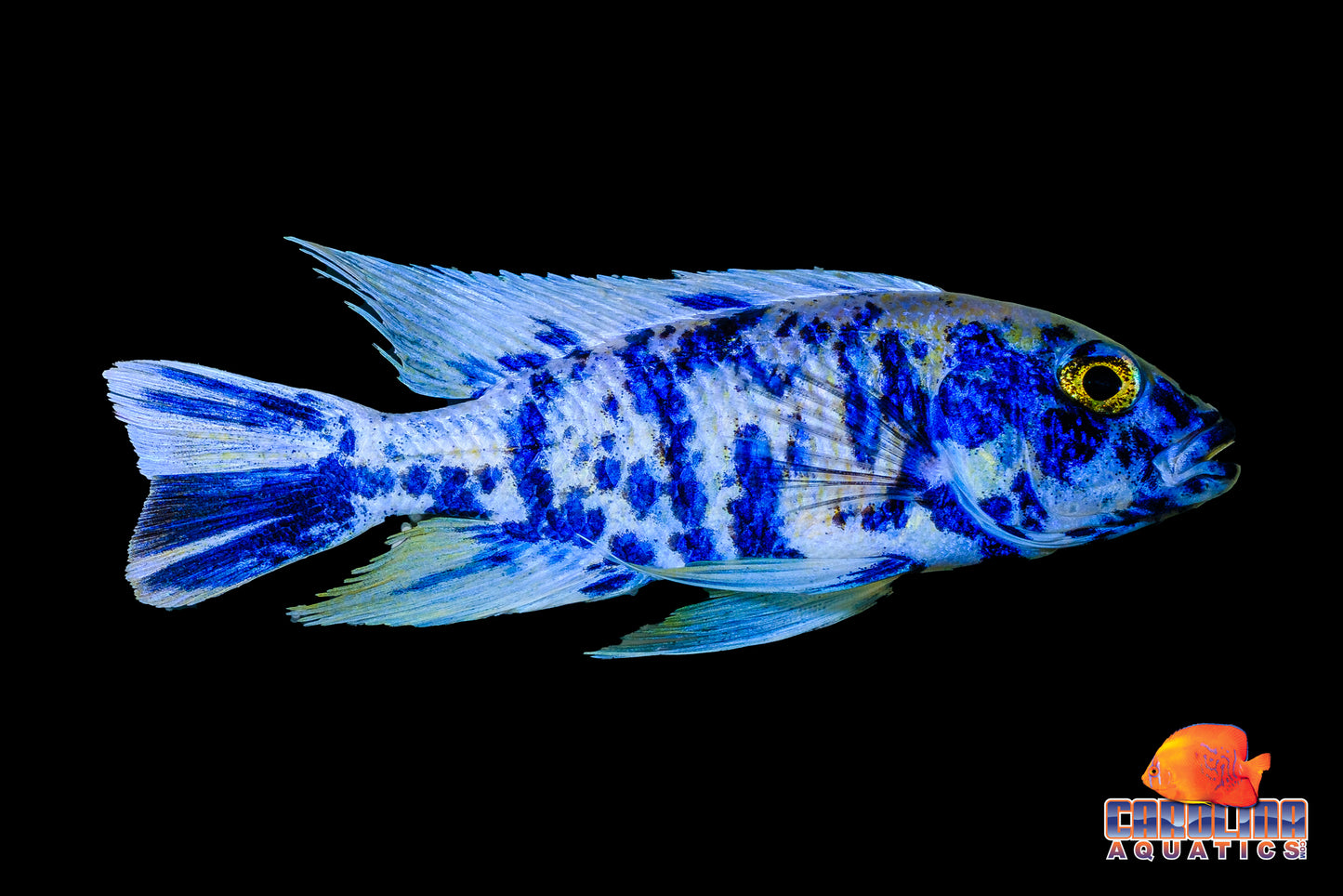 African - Peacock Blue OB Male XL