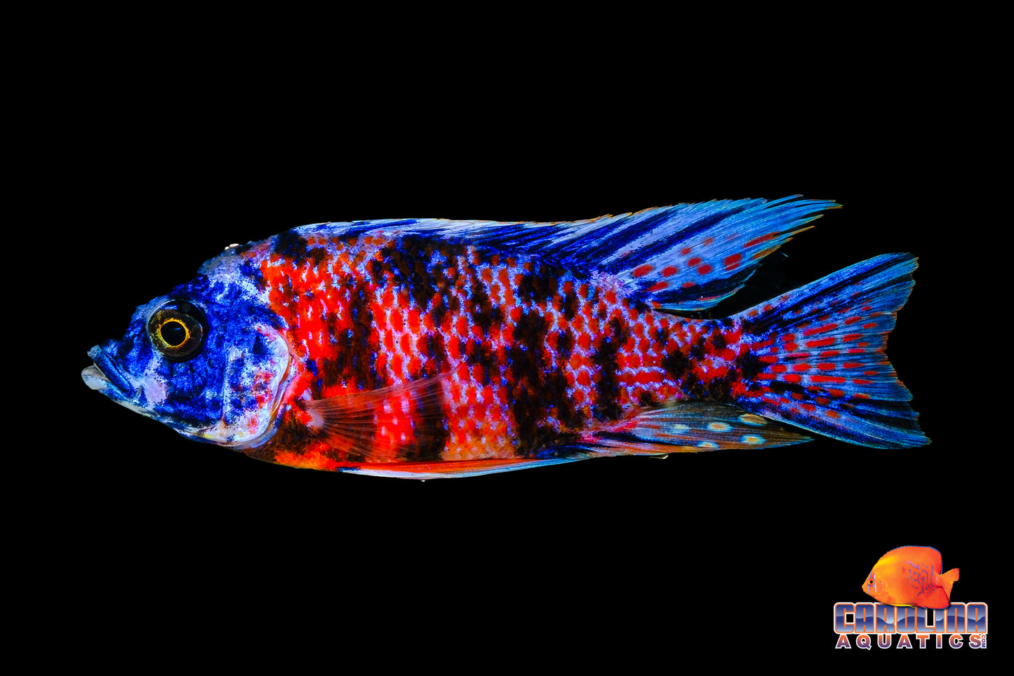 African - Borleyi Kadango O.B. Male XL