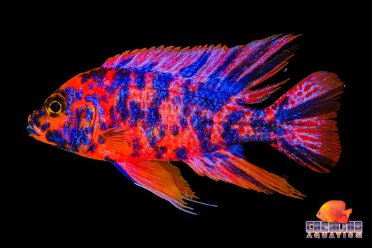 African - Peacock Super Red O.B. Male XL