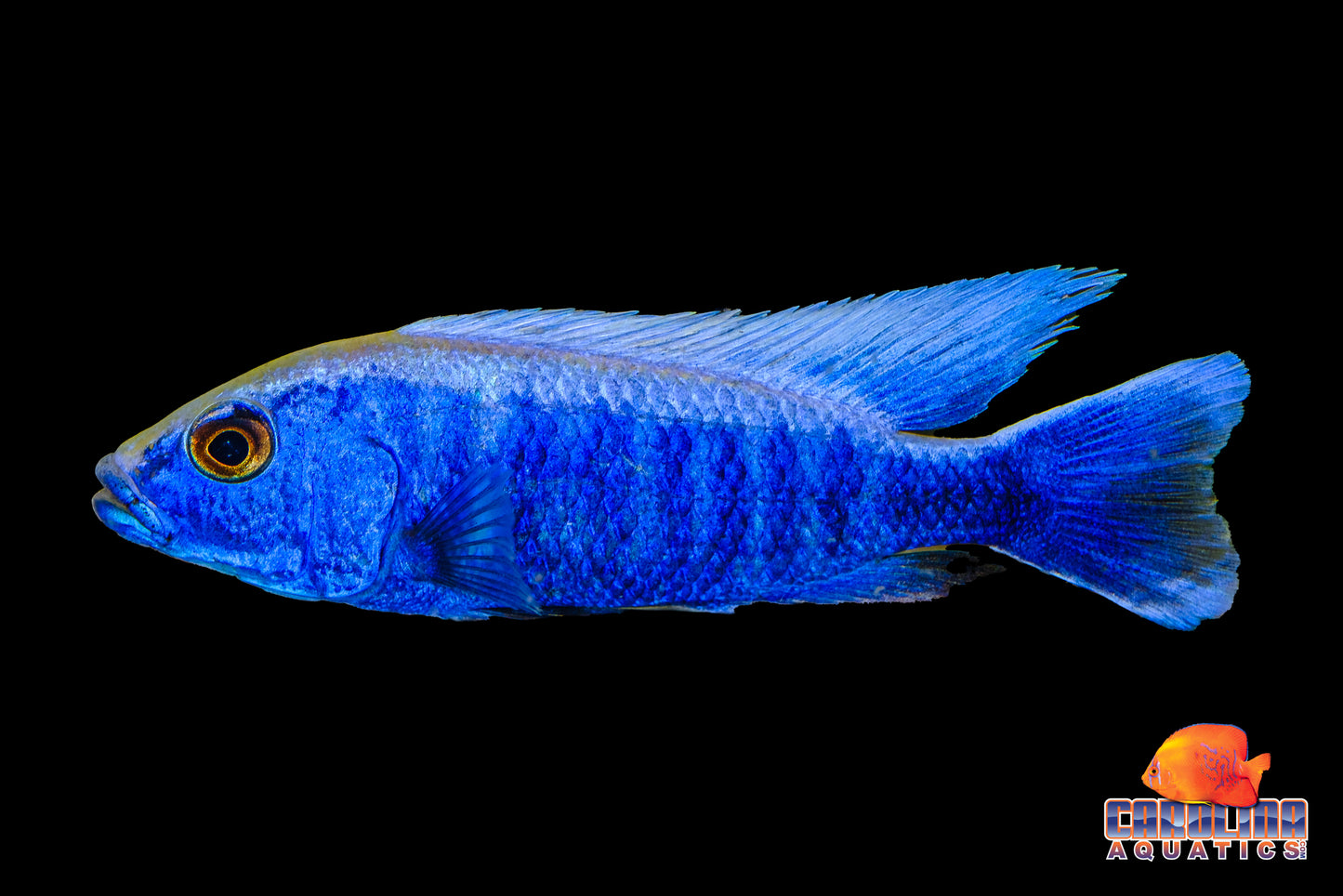 African - Iceberg Electric Blue Ahli XL