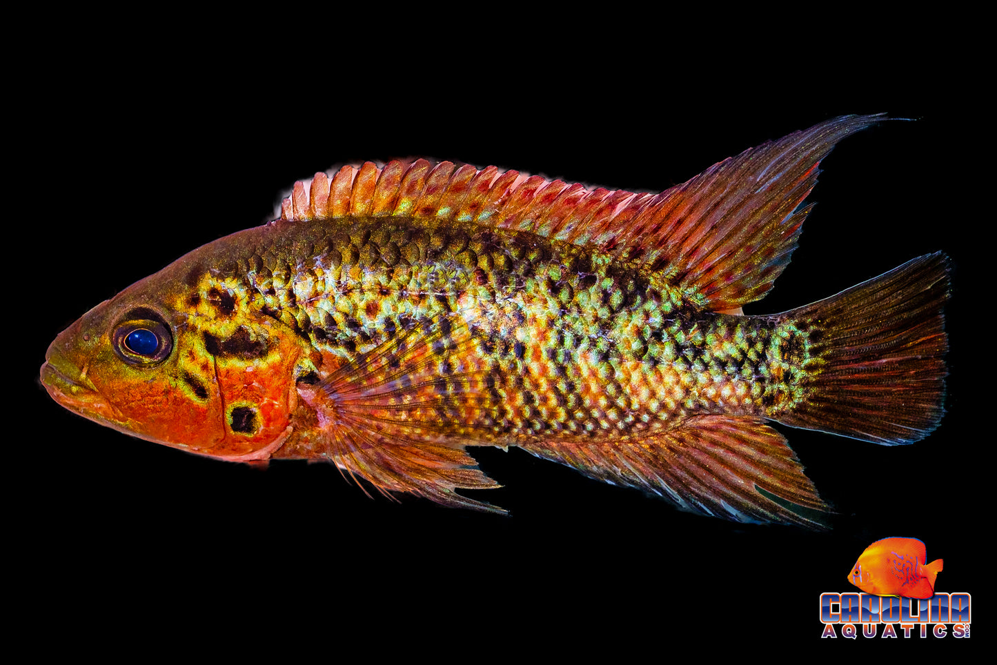 Cichlid - Red Tiger Motaguense 3-3.5in