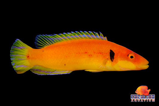 Hogfish - Black Ear Candy