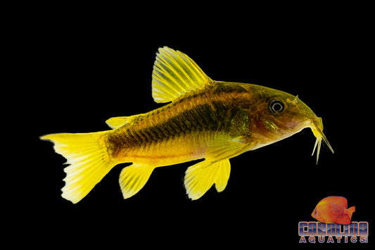 Cory - Orange Laser Med