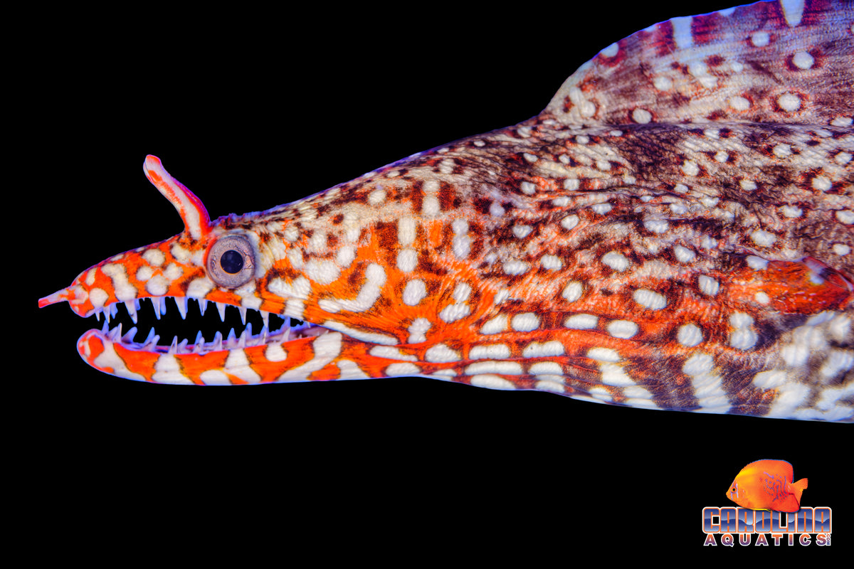 Eel - Moray Dragon Lg