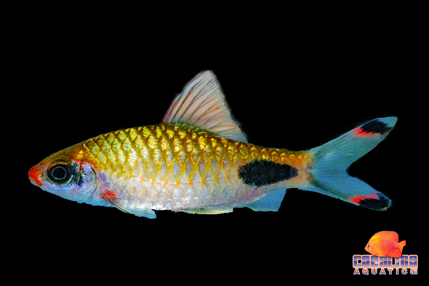 Barb - Indian Apsara Lg