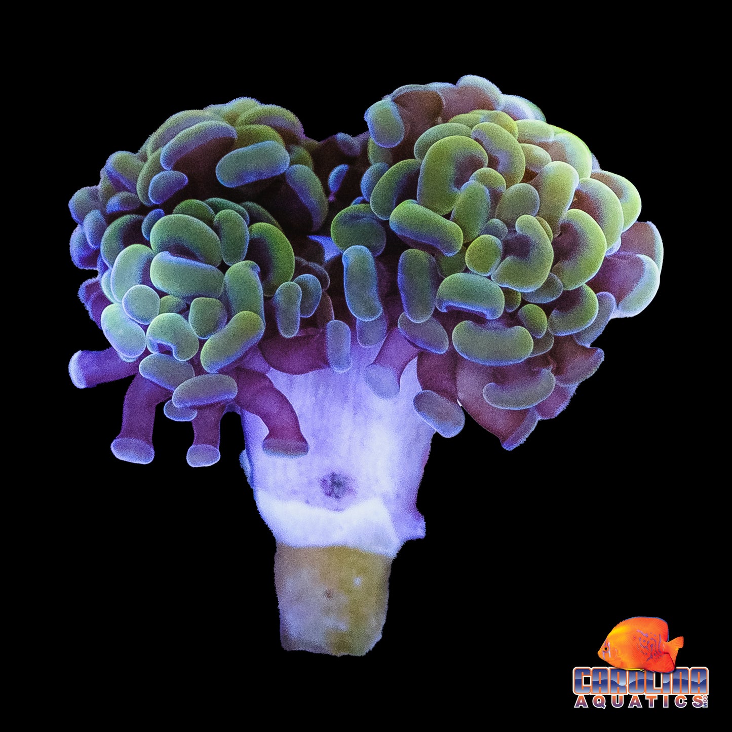 Frag - Aquacultured Rainbow Branching Hammer