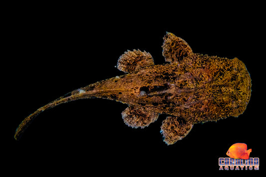 Catfish - Chaca Bankanensis 3-4in
