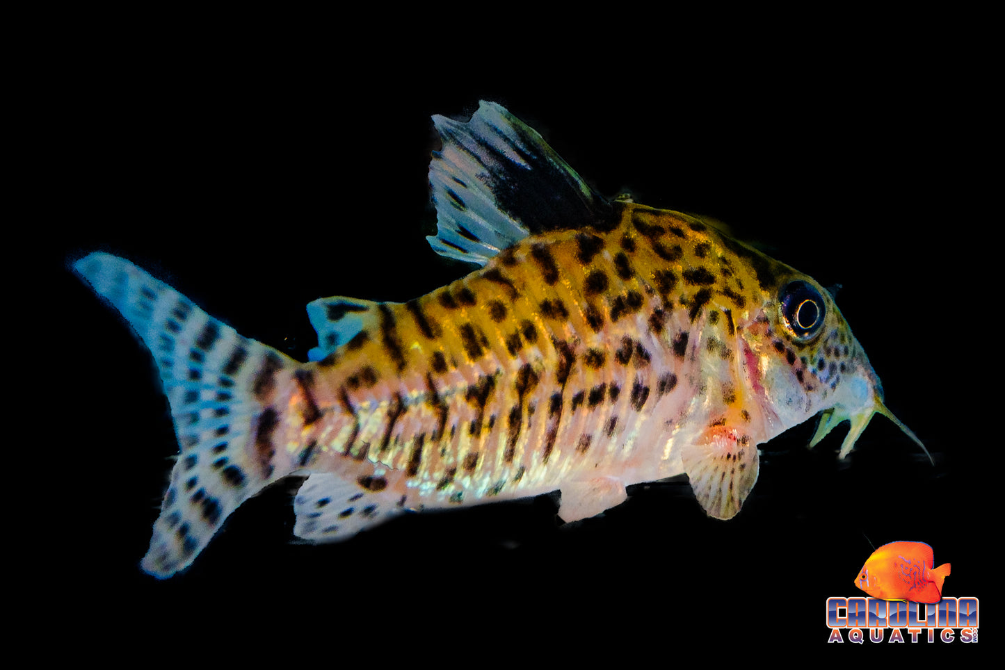 Cory - Agassizii (True) Med