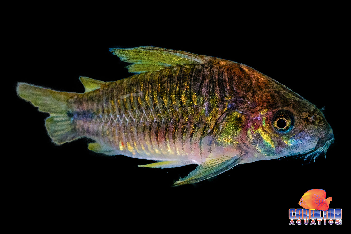 Cory - C123 Yellow Cat Med