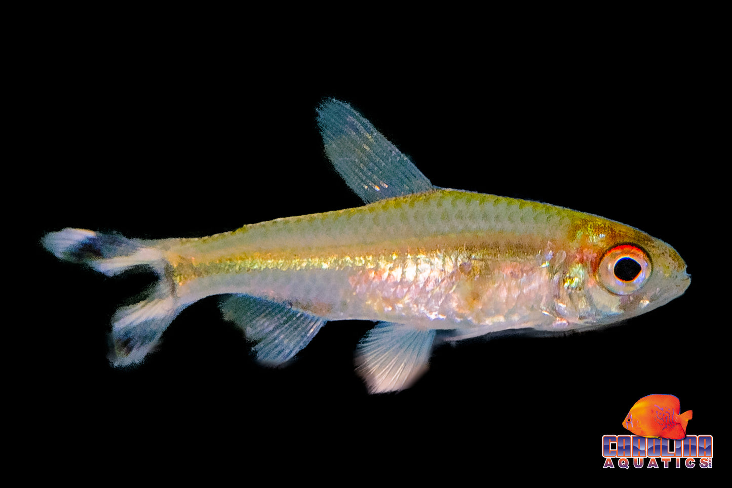 Tetra - Rummynose Peru (Flagtail)