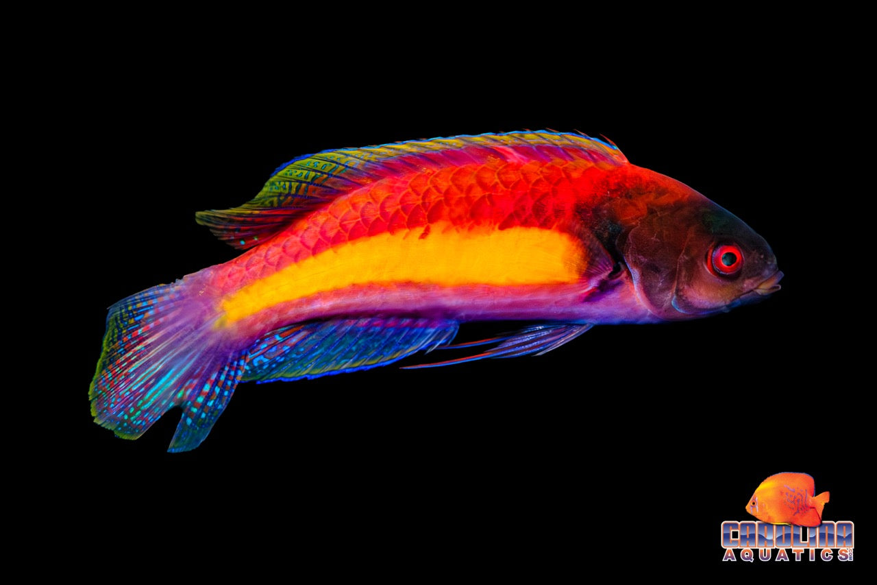 Wrasse - Fairy Randall's Pair