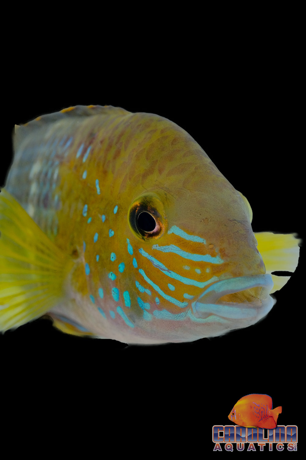 Cichlid - Terror Green Wild Ecuador Lg 3.5-4in