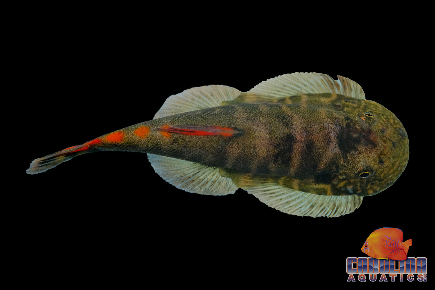 Loach - Hillstream Bloody Mary Double Red