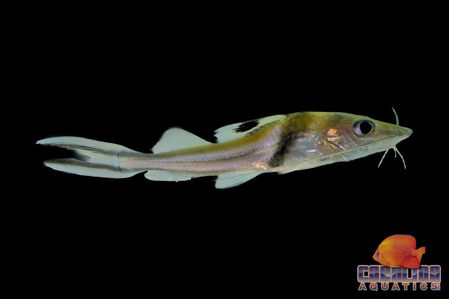 Catfish - Ornate Pim 2.5-3in