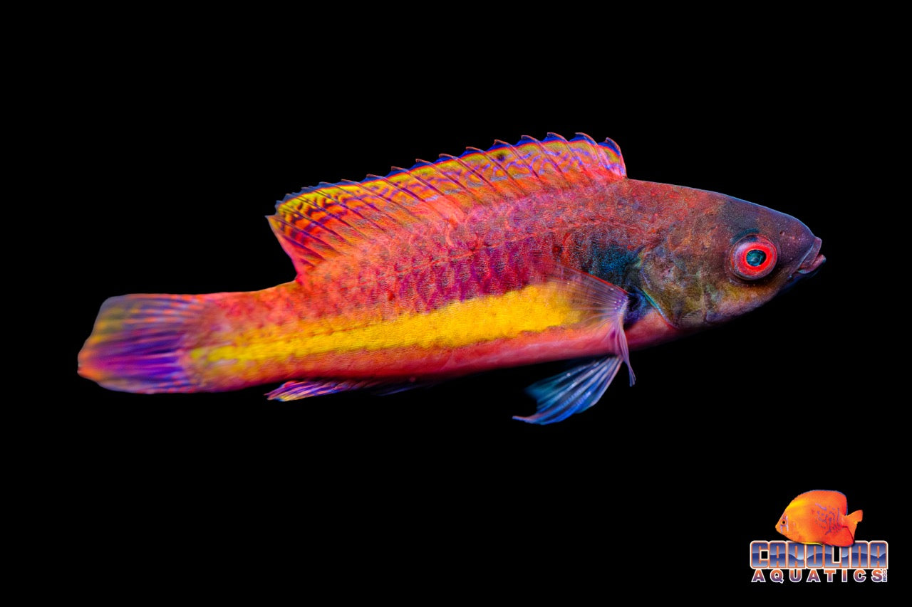 Wrasse - Fairy Randall's Pair