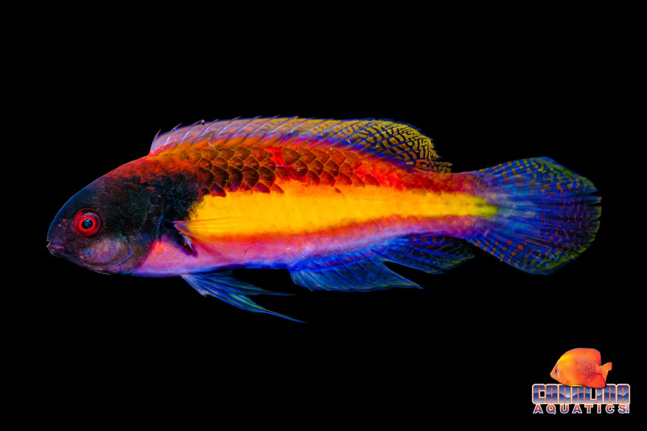 Wrasse - Fairy Randall's Pair