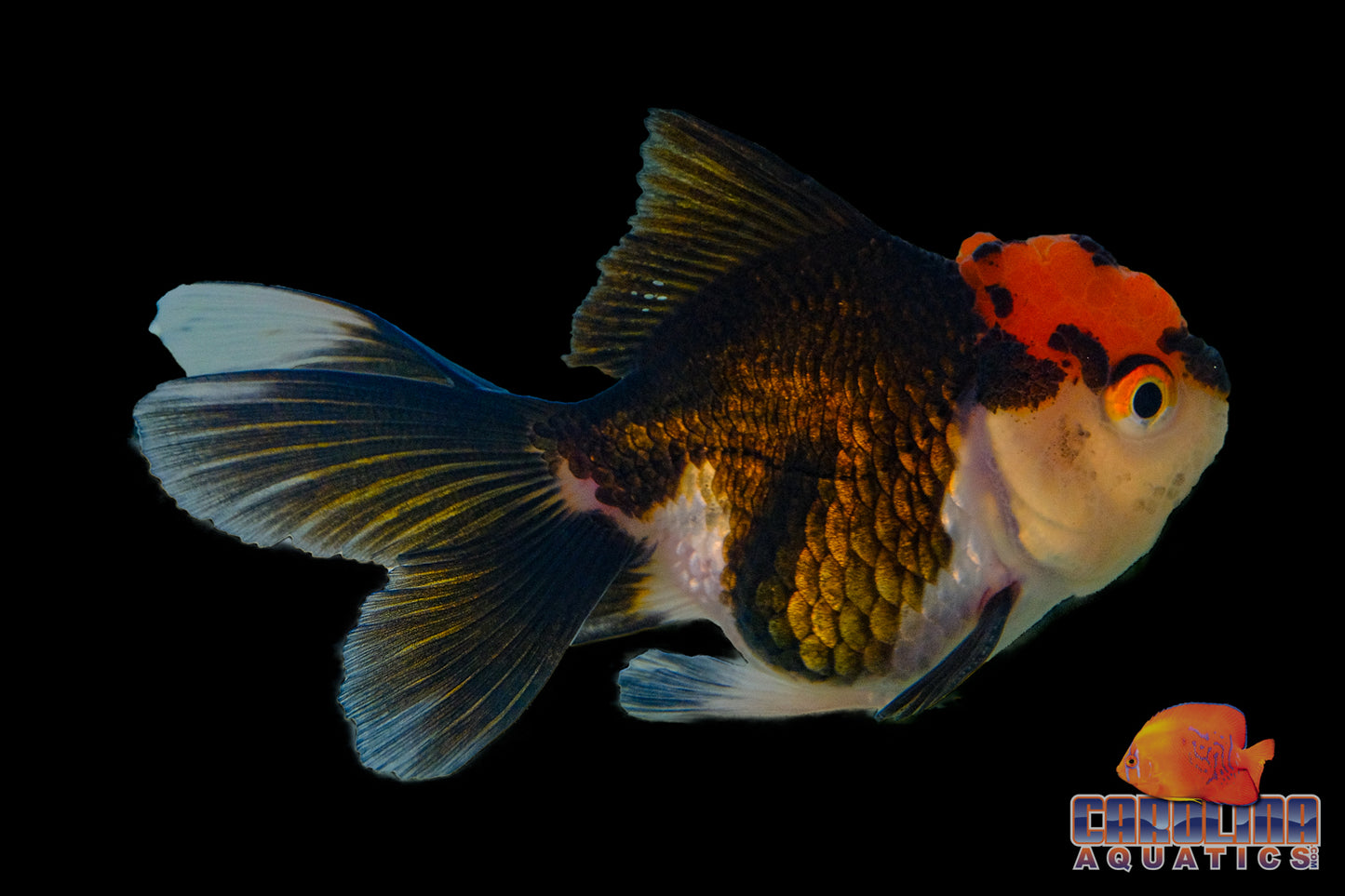 Goldfish - Oranda Thai Tricolor 4-5in (Show Quality)