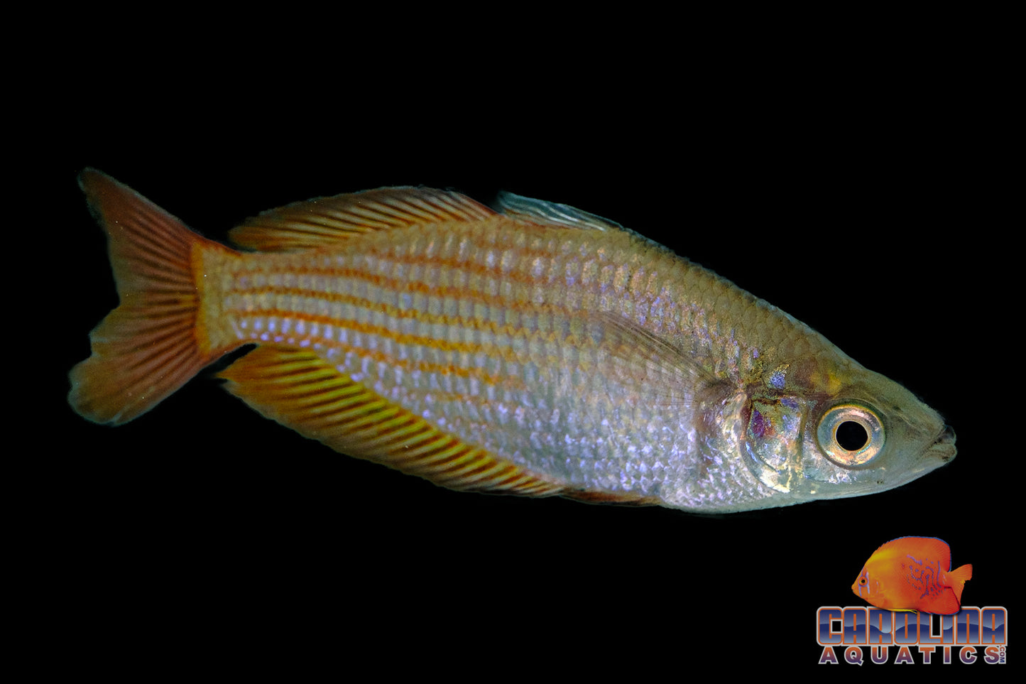 Rainbow - Deepwater Creek Lg