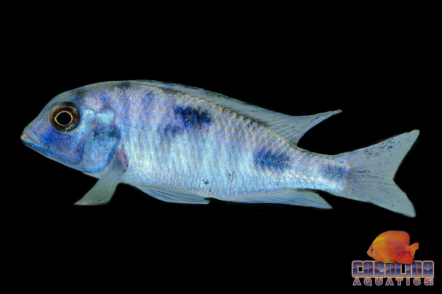 African - Hap Moori Lg